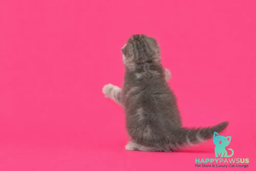 Teya Scottish Fold female blue spotted tabby - live animals
