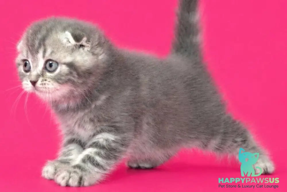 Teya Scottish Fold female blue spotted tabby - live animals