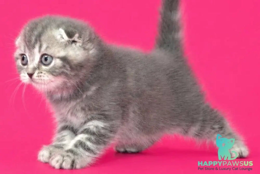 Teya Scottish Fold female blue spotted tabby - live animals