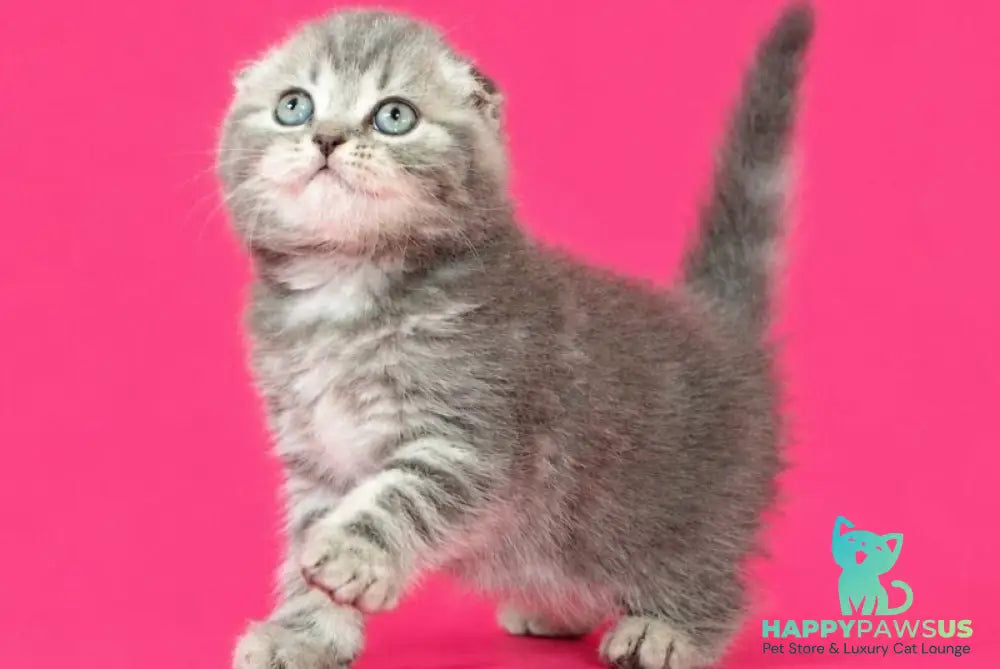Teya Scottish Fold female blue spotted tabby - live animals