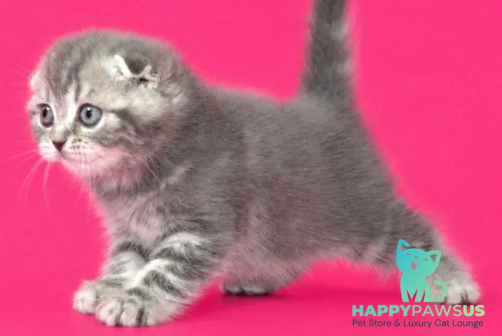 Teya Scottish Fold female blue spotted tabby - live animals