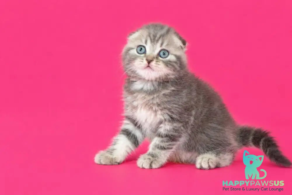 Teya Scottish Fold female blue spotted tabby - live animals