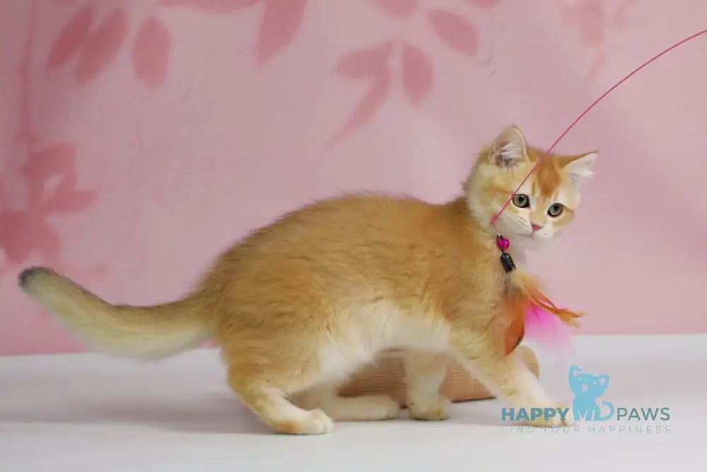 Teyla British Shorthair female black golden ticked tabby live animals