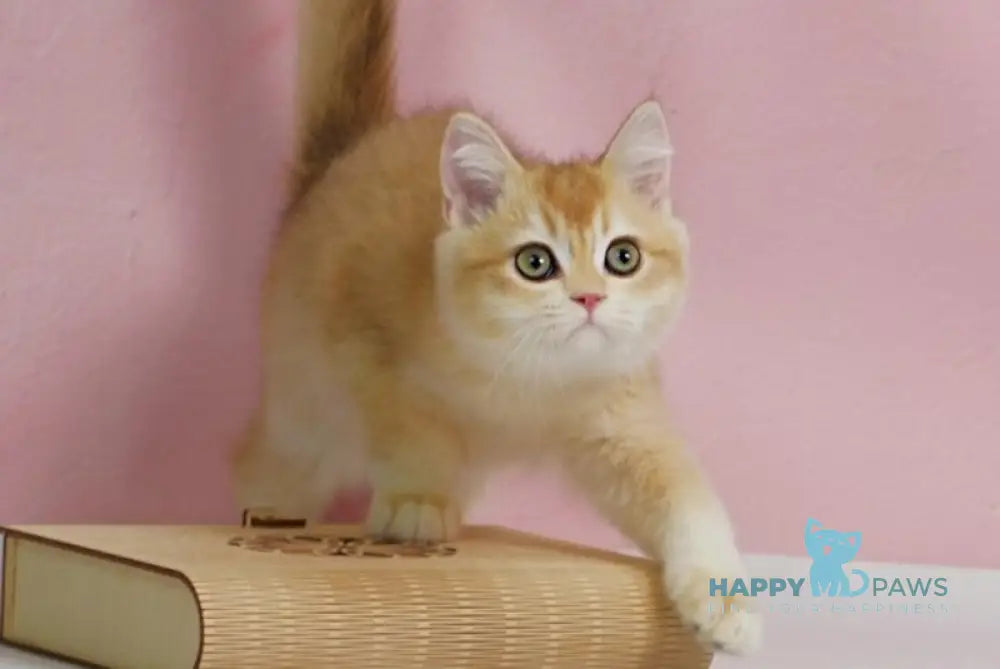 Teyla British Shorthair female black golden ticked tabby live animals