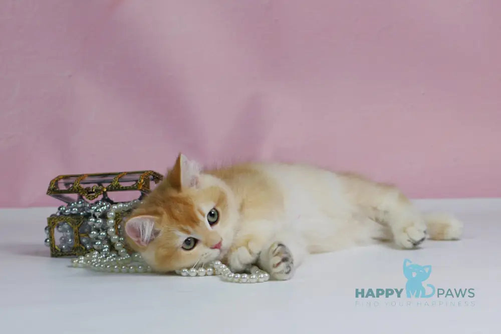 Teyla British Shorthair female black golden ticked tabby live animals