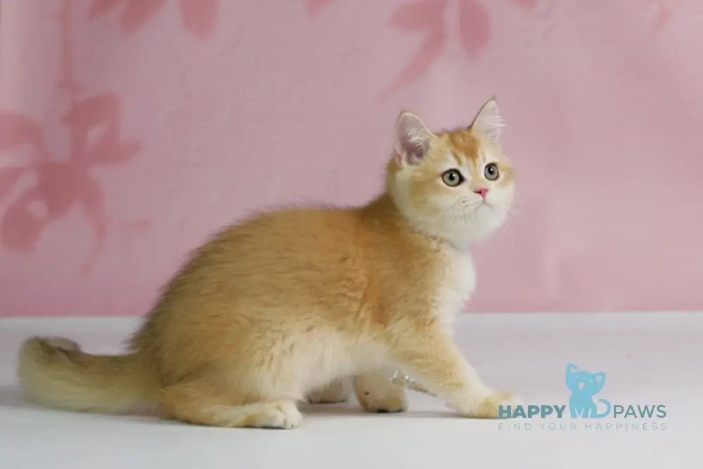 Teyla British Shorthair female black golden ticked tabby live animals