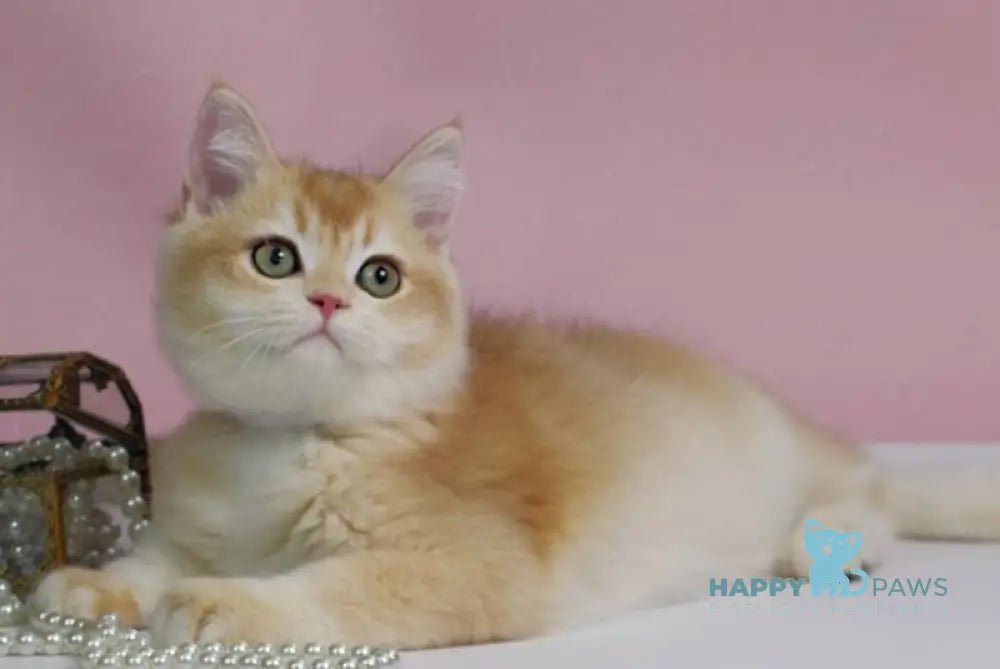 Teyla British Shorthair female black golden ticked tabby live animals