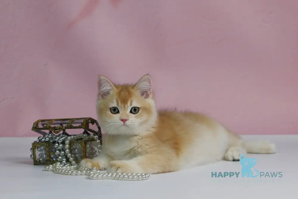 Teyla British Shorthair female black golden ticked tabby live animals