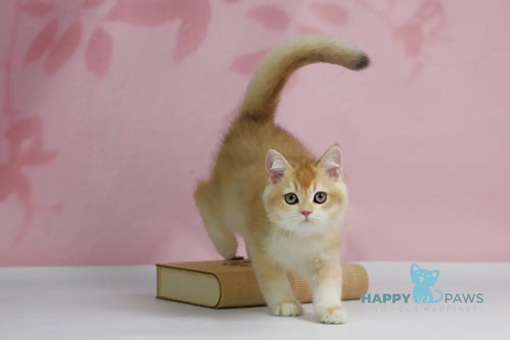 Teyla British Shorthair female black golden ticked tabby live animals