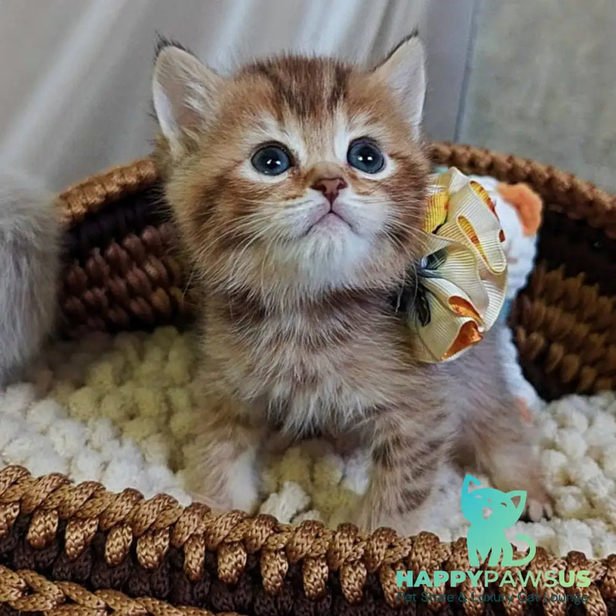Thais British Shorthair male chocolate tortie ticked tabby - live animals