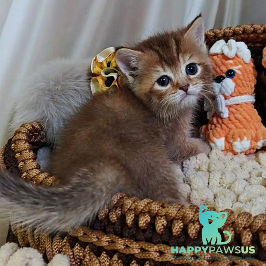 Thais British Shorthair male chocolate tortie ticked tabby - live animals