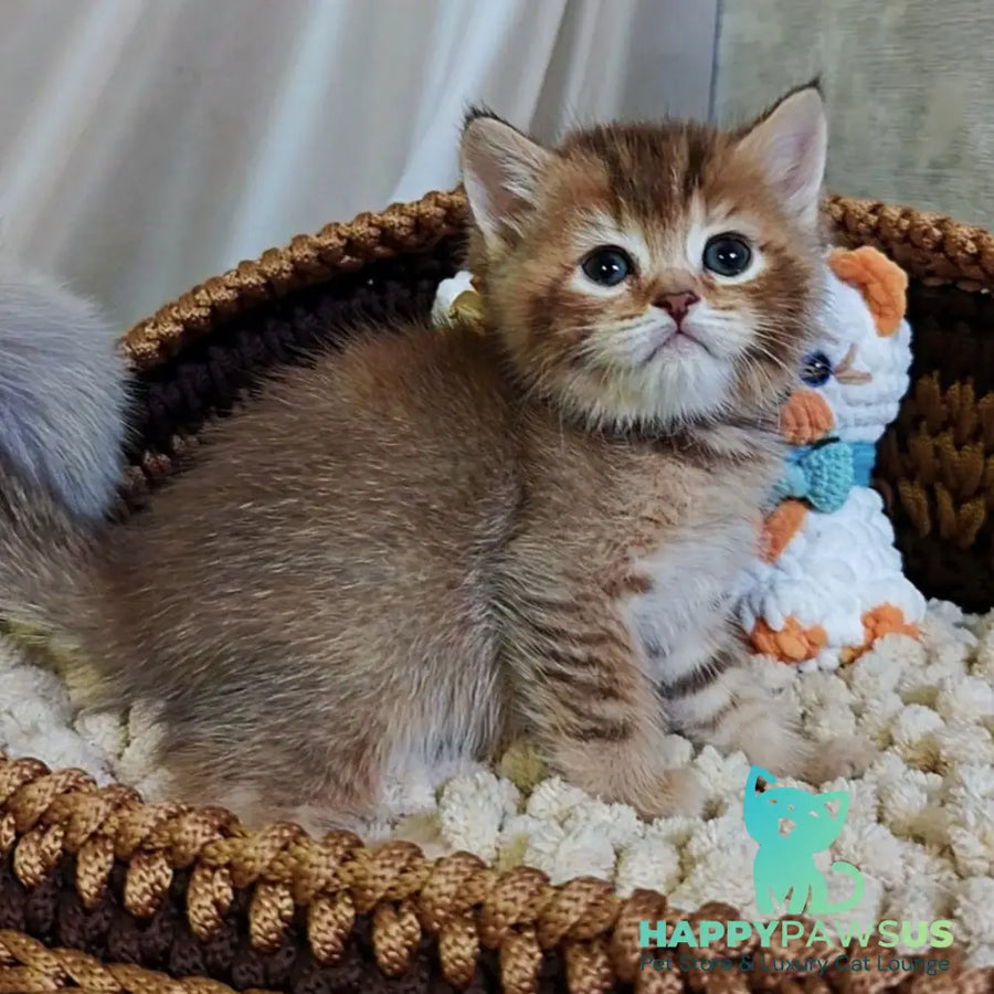 Thais British Shorthair male chocolate tortie ticked tabby - live animals
