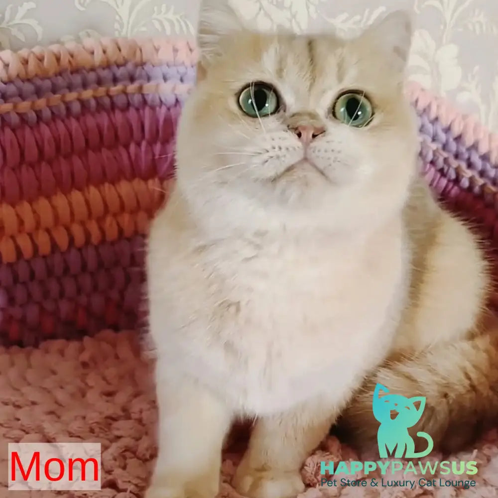 Thais British Shorthair male chocolate tortie ticked tabby - live animals