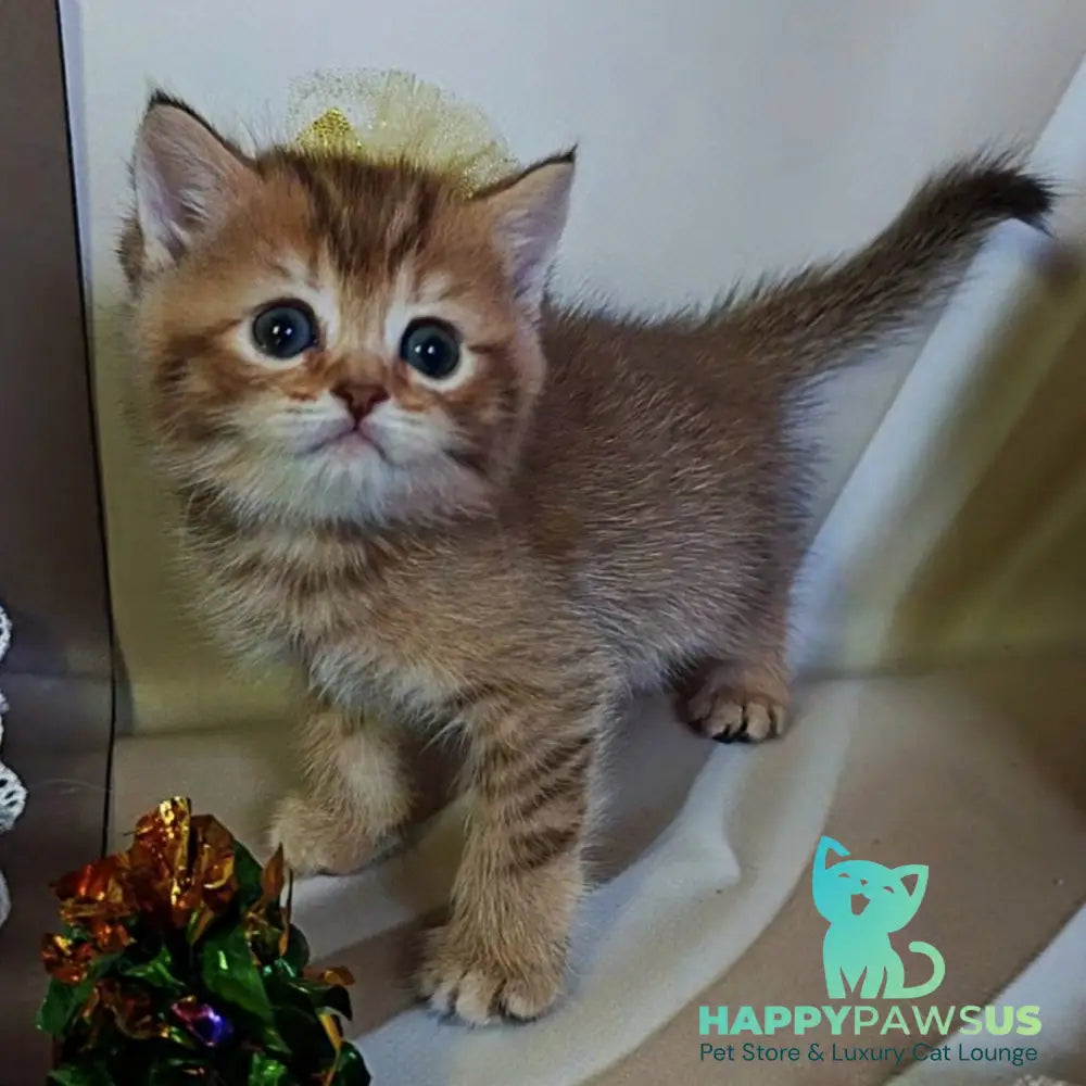 Thais British Shorthair male chocolate tortie ticked tabby - live animals
