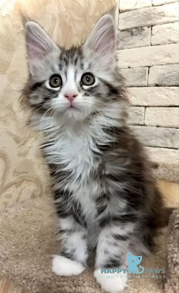 Thea Maine Coon female black silver tabby bicolour live animals