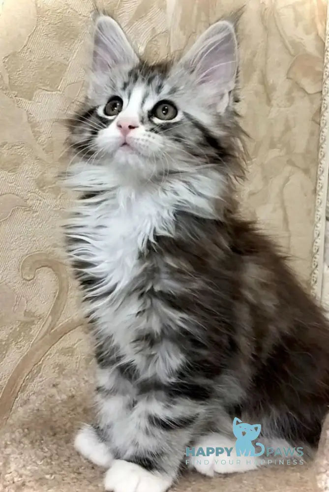 Thea Maine Coon female black silver tabby bicolour live animals