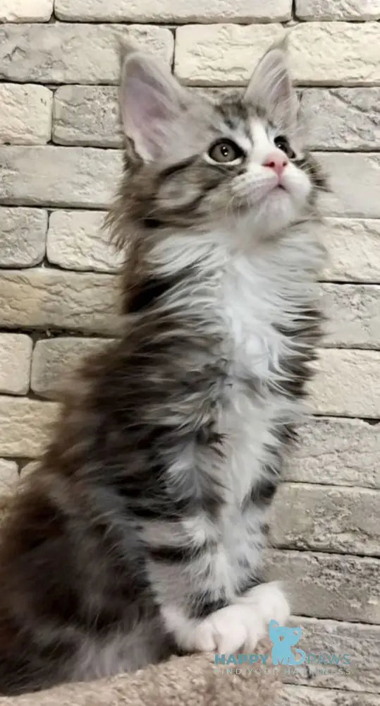 Thea Maine Coon female black silver tabby bicolour live animals