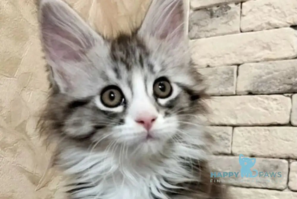 Thea Maine Coon female black silver tabby bicolour live animals