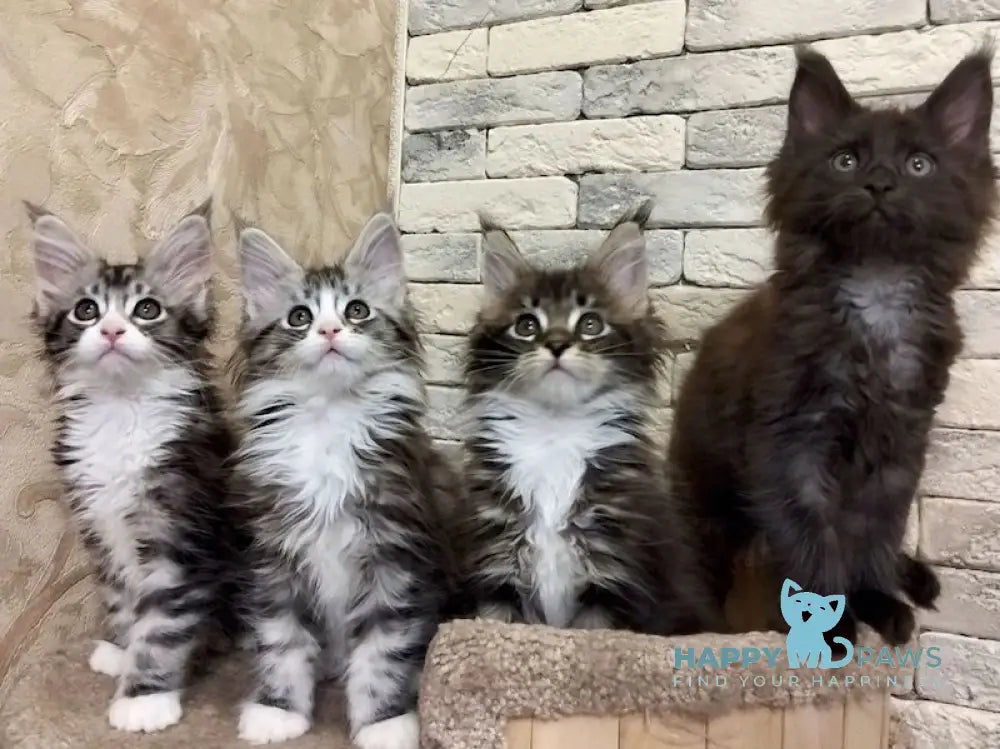 Thea Maine Coon female black silver tabby bicolour live animals