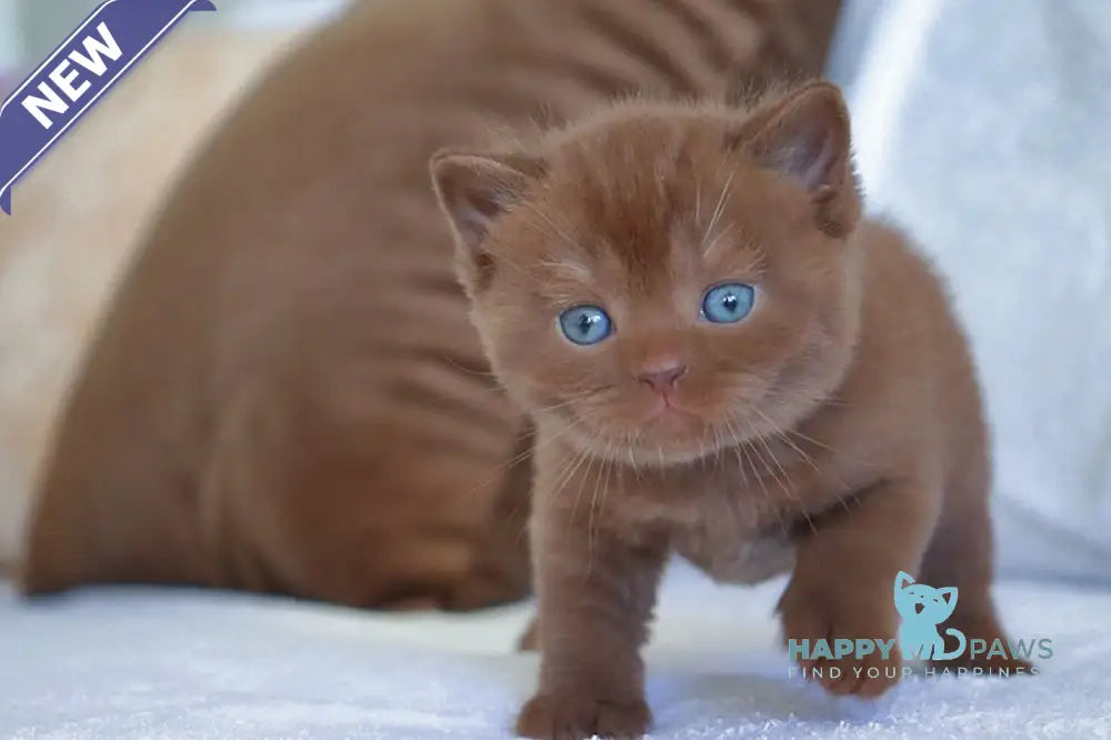 Theo British Shorthair male chocolate live animals
