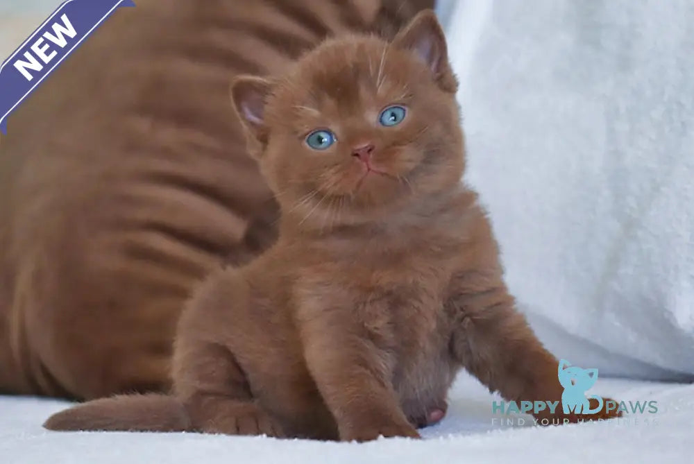 Theo British Shorthair male chocolate live animals