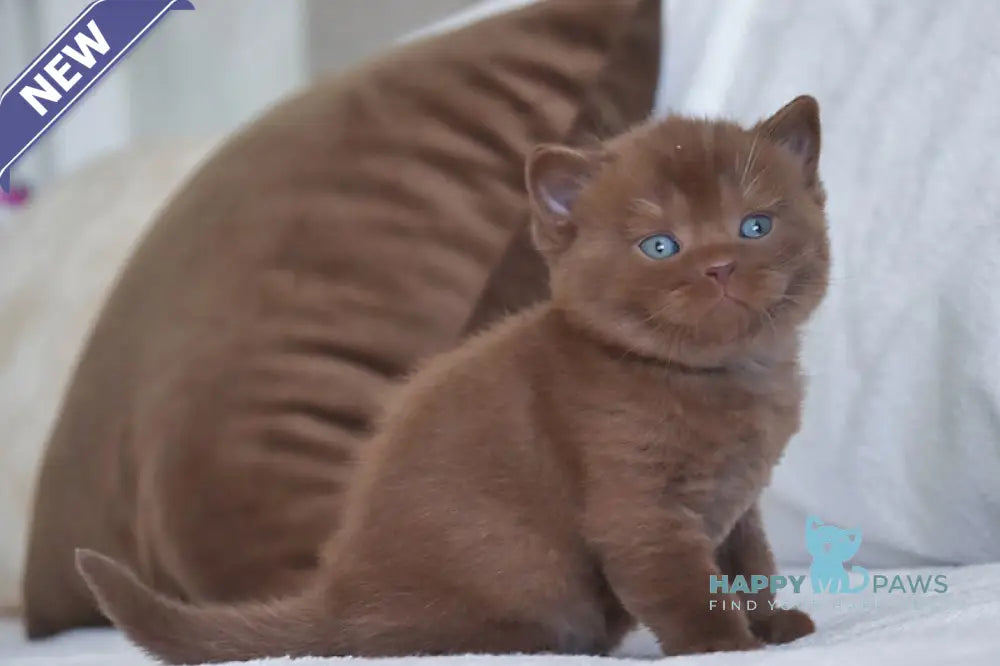 Theo British Shorthair male chocolate live animals