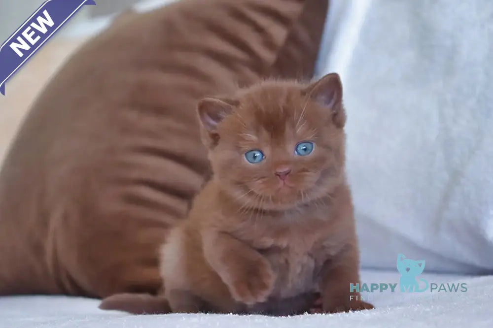Theo British Shorthair male chocolate live animals