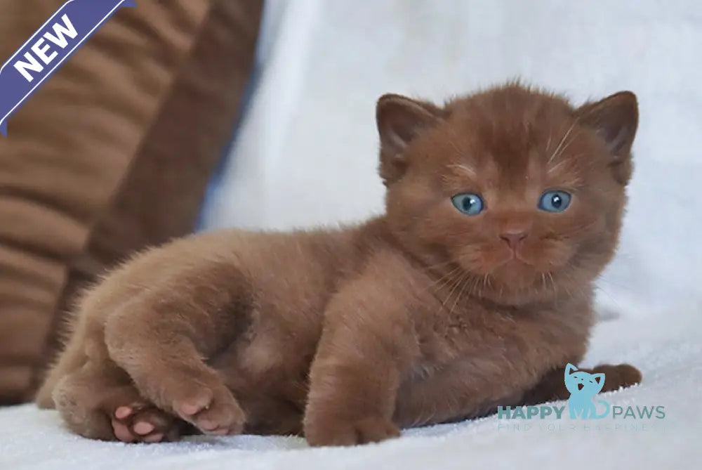 Theo British Shorthair male chocolate live animals
