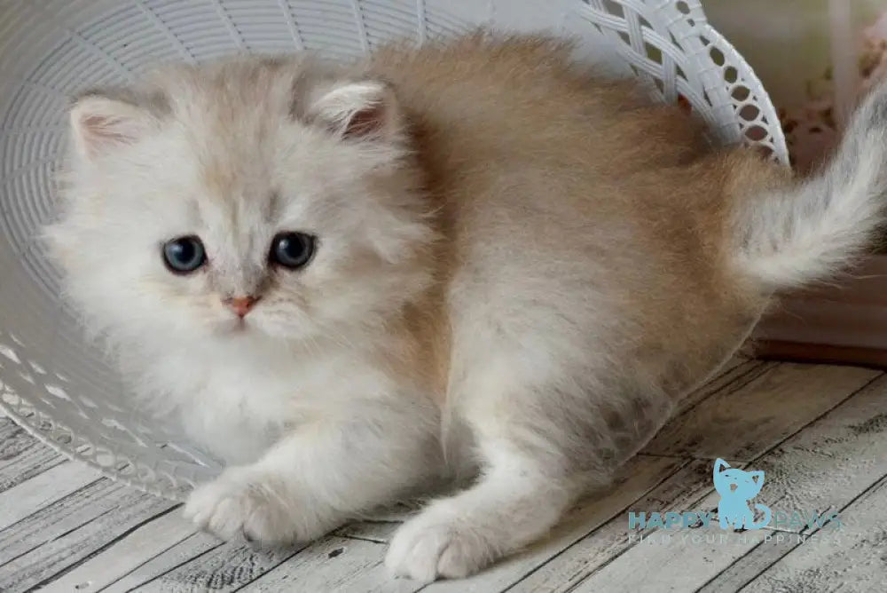 Theo Scottish Straight male black silver shaded - live animals
