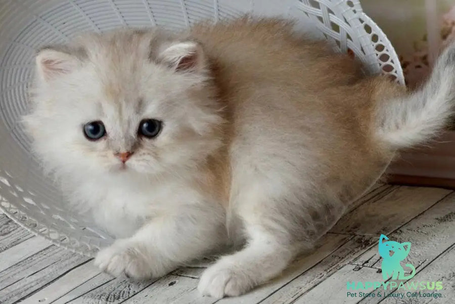 Theo Scottish Straight male black silver shaded - live animals