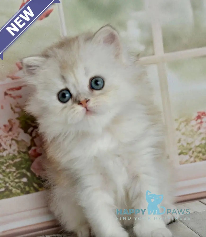 Theo Scottish Straight male black silver shaded - live animals