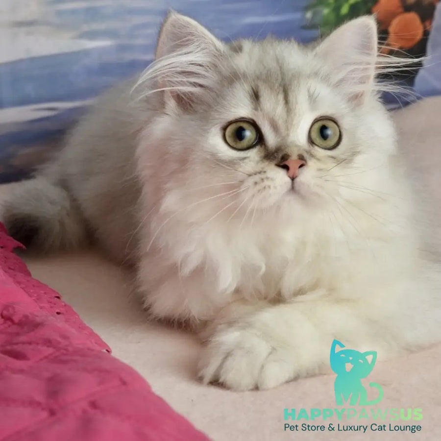 Theo Scottish Straight male black silver shaded - live animals