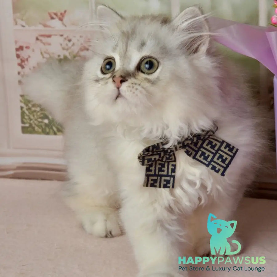 Theo Scottish Straight male black silver shaded - live animals