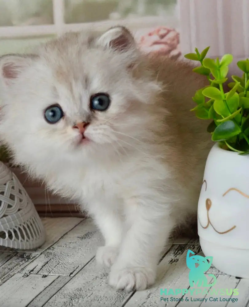 Theo Scottish Straight male black silver shaded - live animals