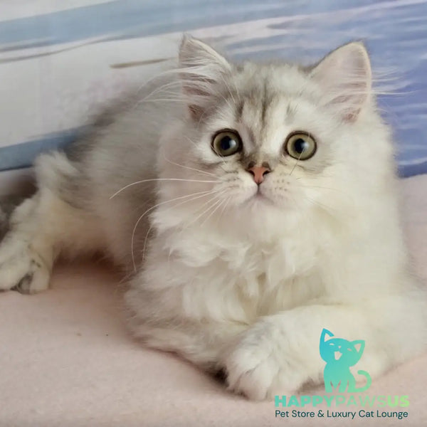 Theo Scottish Straight male black silver shaded - live animals
