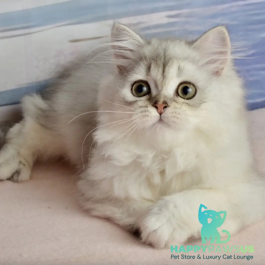 Theo Scottish Straight male black silver shaded - live animals