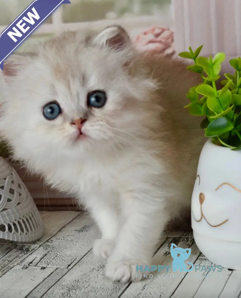 Theo Scottish Straight male black silver shaded - live animals
