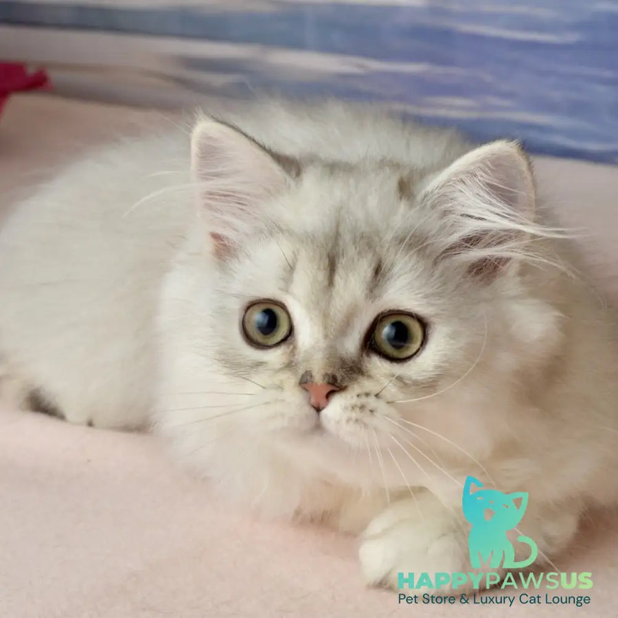 Theo Scottish Straight male black silver shaded - live animals