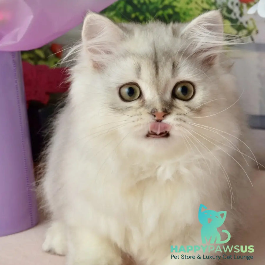 Theo Scottish Straight male black silver shaded - live animals
