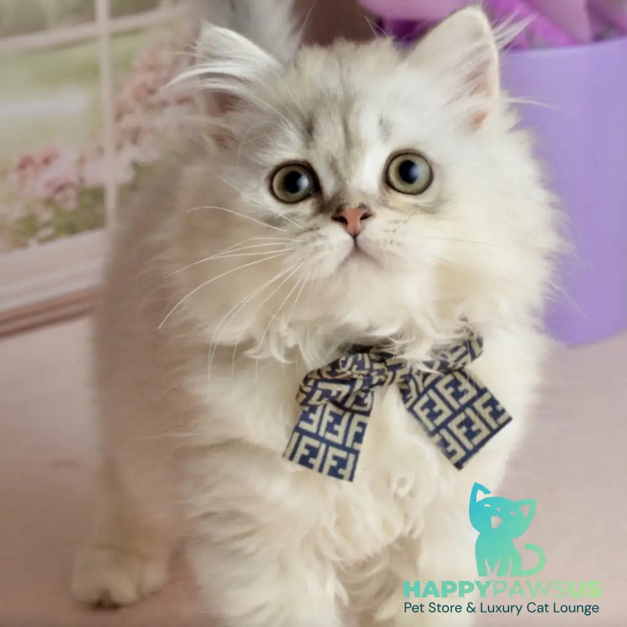 Theo Scottish Straight male black silver shaded - live animals