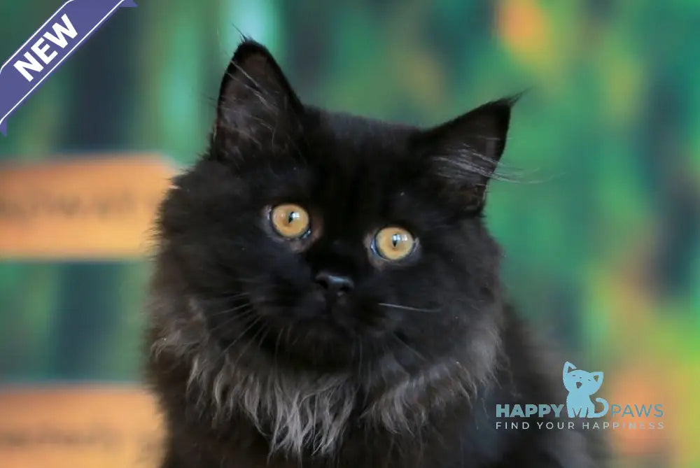 Theodore British Longhair male black live animals