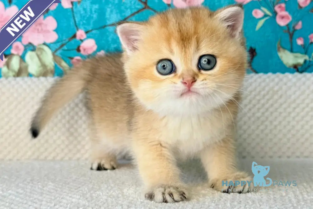 Thomas British Shorthair male black golden shaded live animals