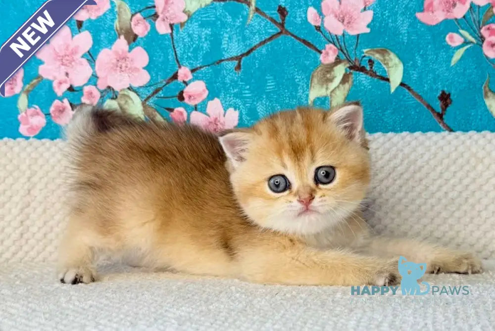 Thomas British Shorthair male black golden shaded live animals