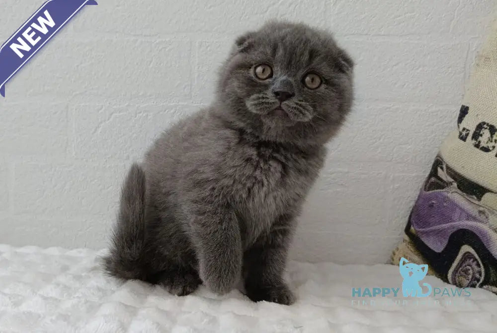 Thomas Scottish Fold male blue live animals