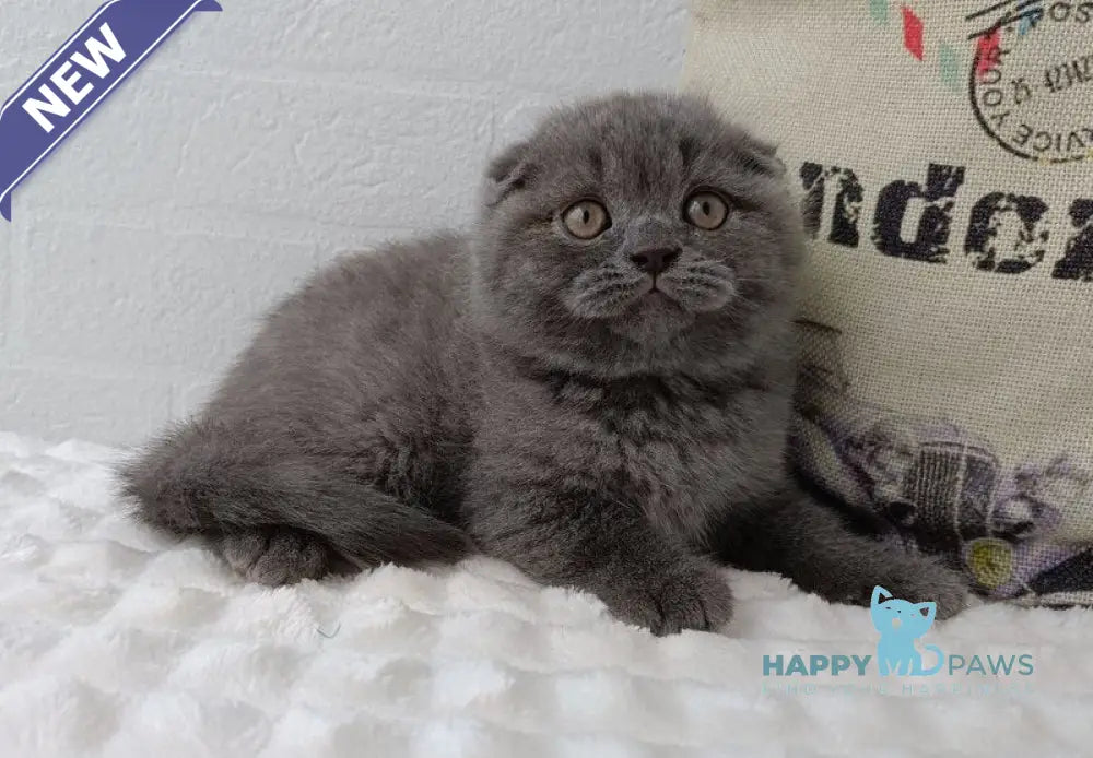 Thomas Scottish Fold male blue live animals