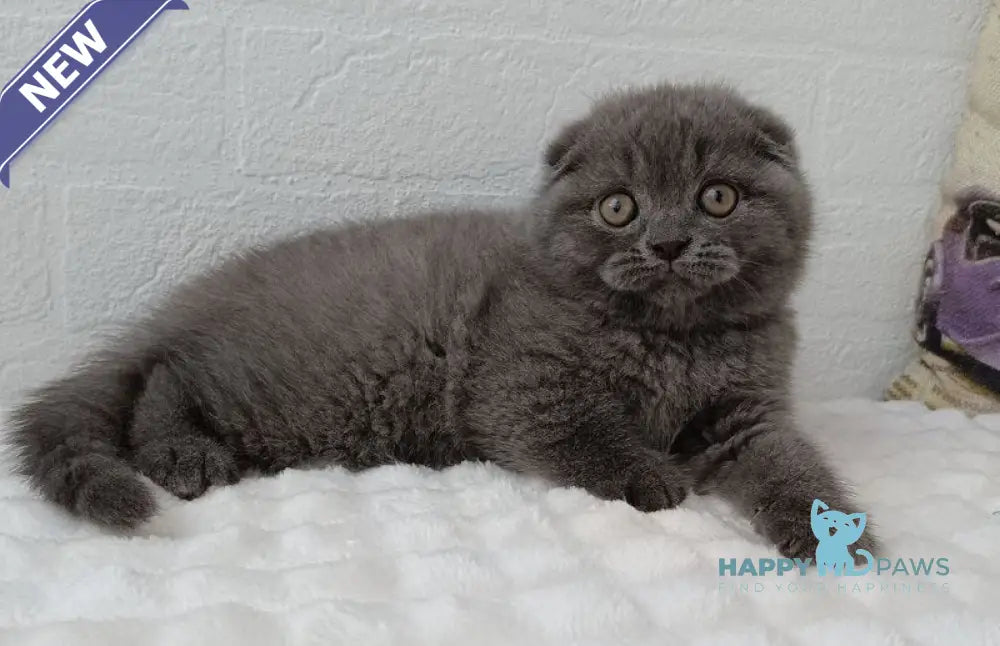 Thomas Scottish Fold male blue live animals