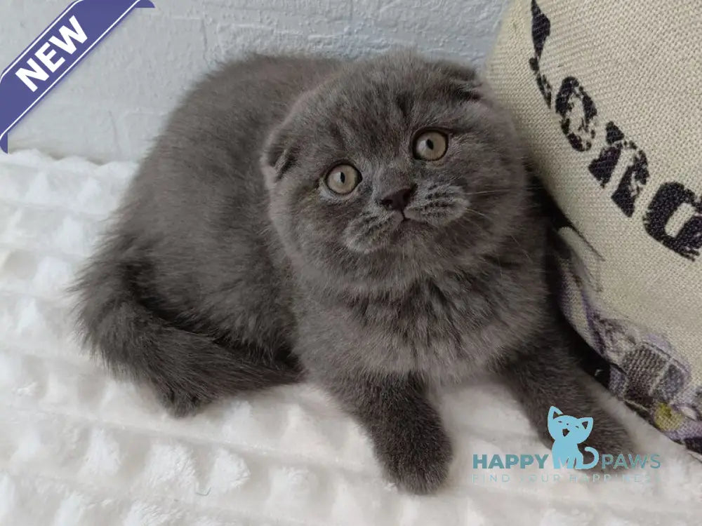 Thomas Scottish Fold male blue live animals