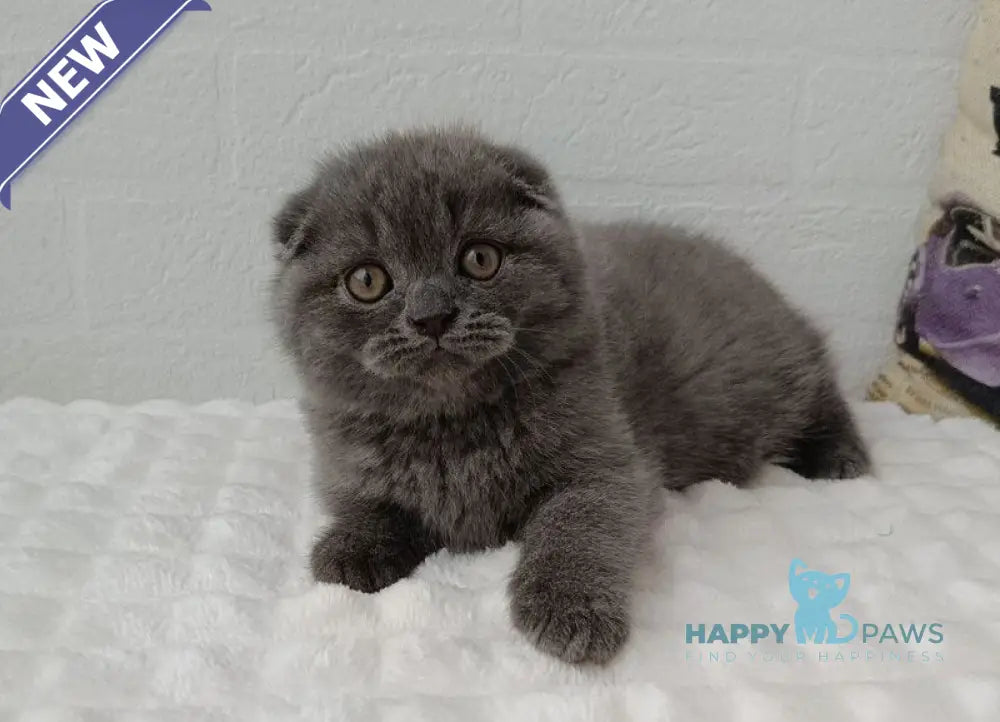 Thomas Scottish Fold male blue live animals
