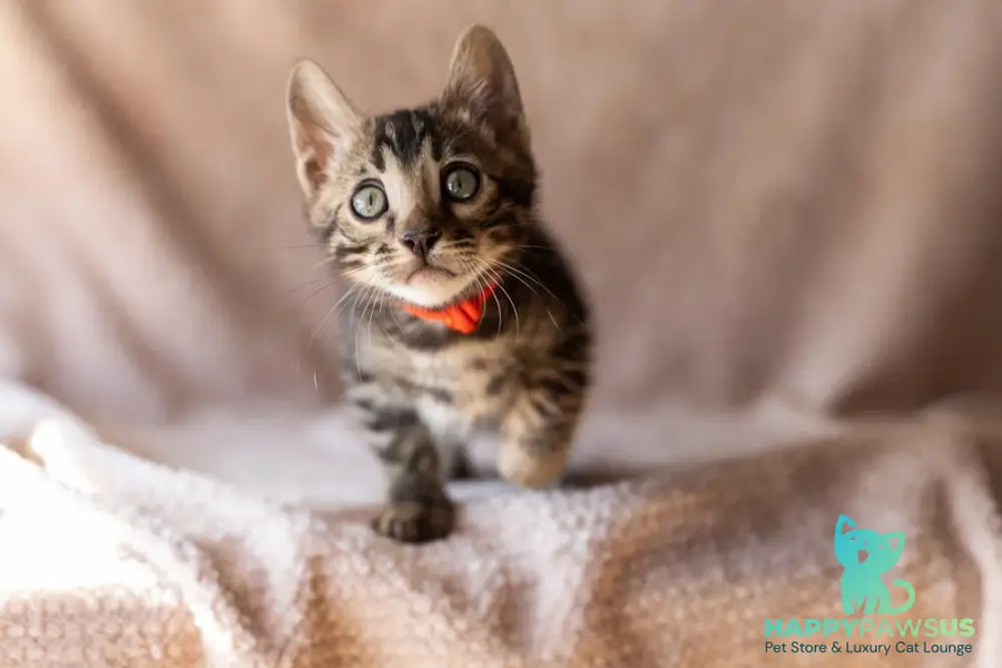 Thor Bengal male black spotted tabby - live animals