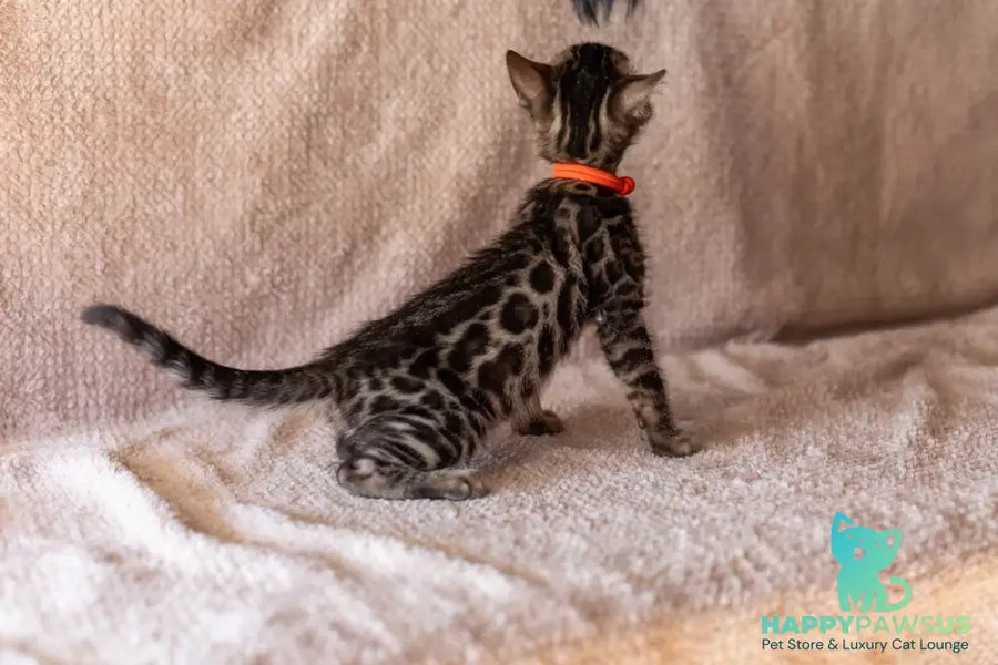 Thor Bengal male black spotted tabby - live animals